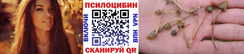 купить наркотик  Малгобек  Галлюциногенные грибы MAGIC MUSHROOMS 